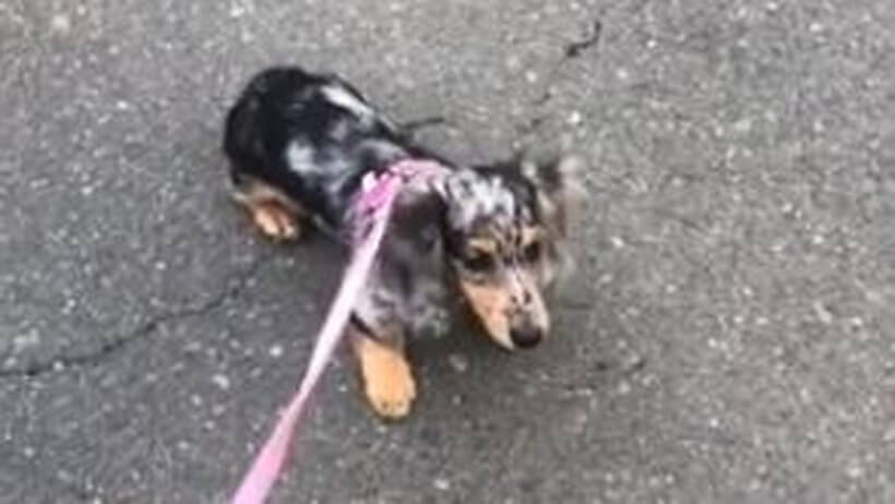 ダックスフンド,動画