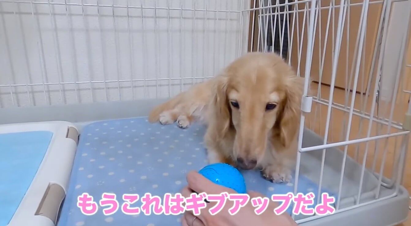 ダックスフンド,動画