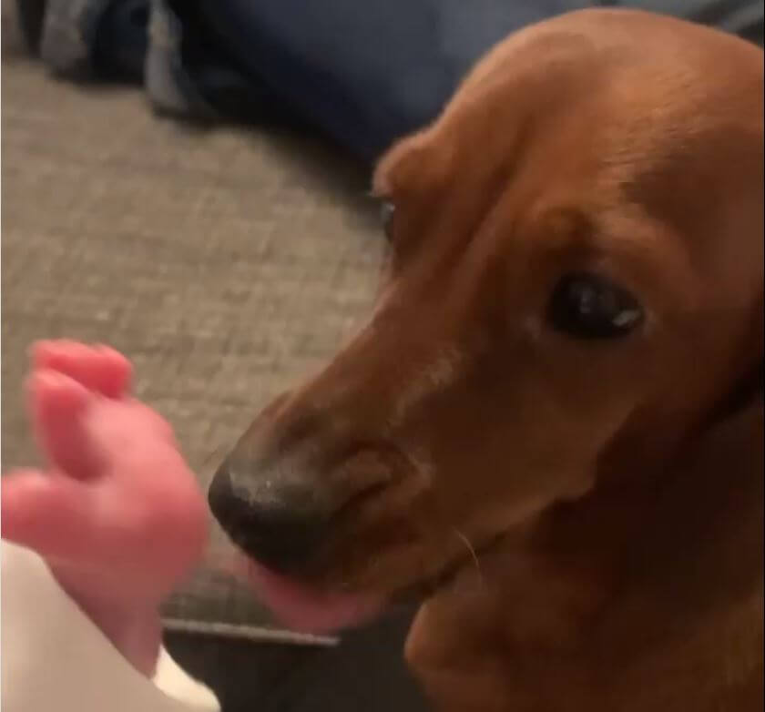 ダックスフンド,動画