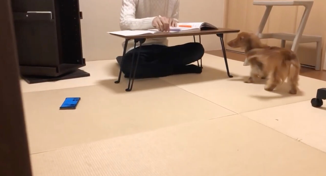 ダックスフンド,動画