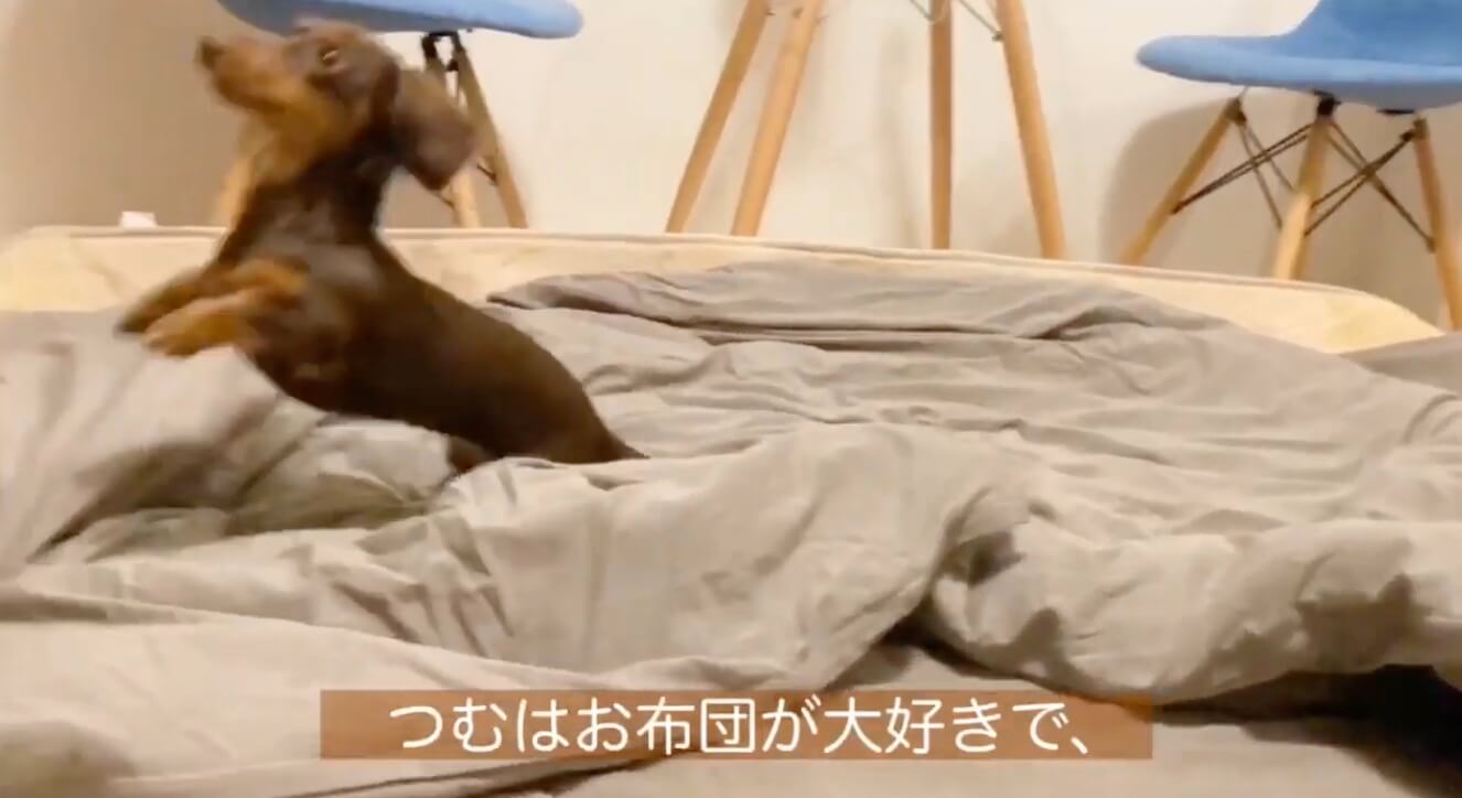 ダックスフンド,動画