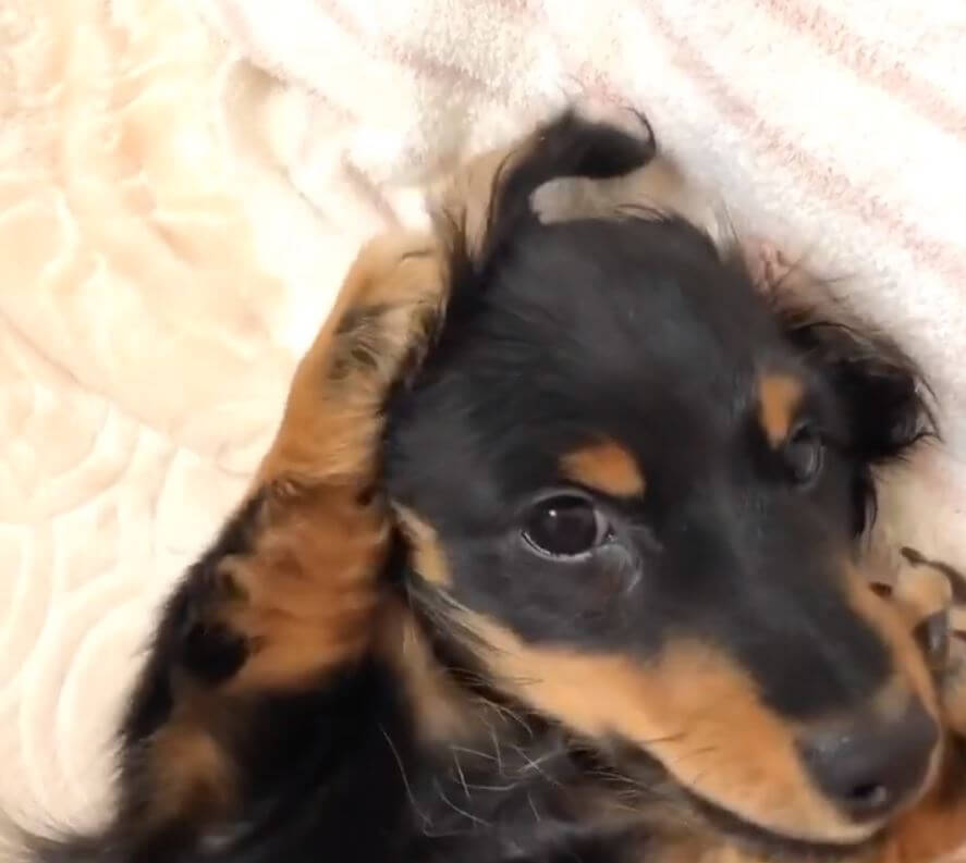 ダックスフンド,動画