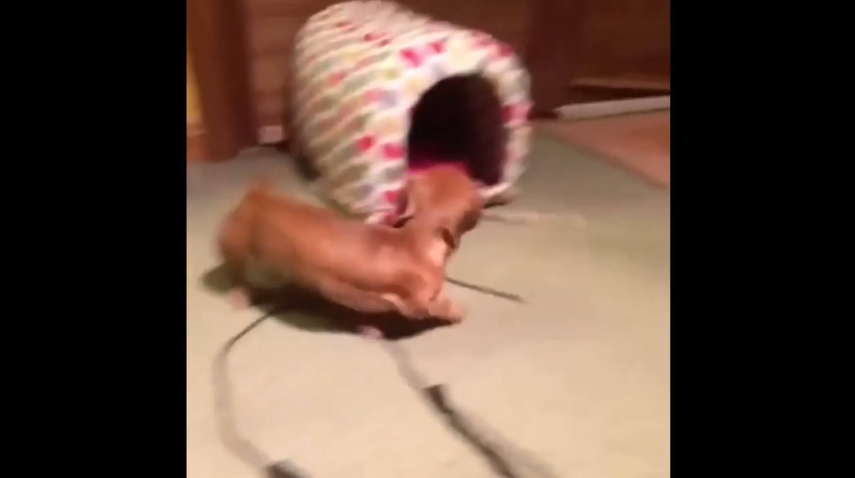 ダックスフンド,動画