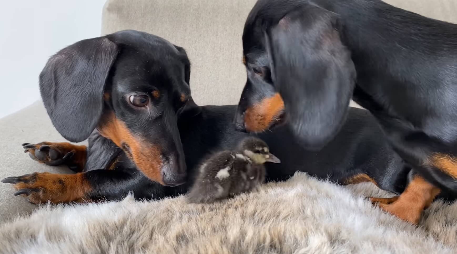 ダックスフンド,動画