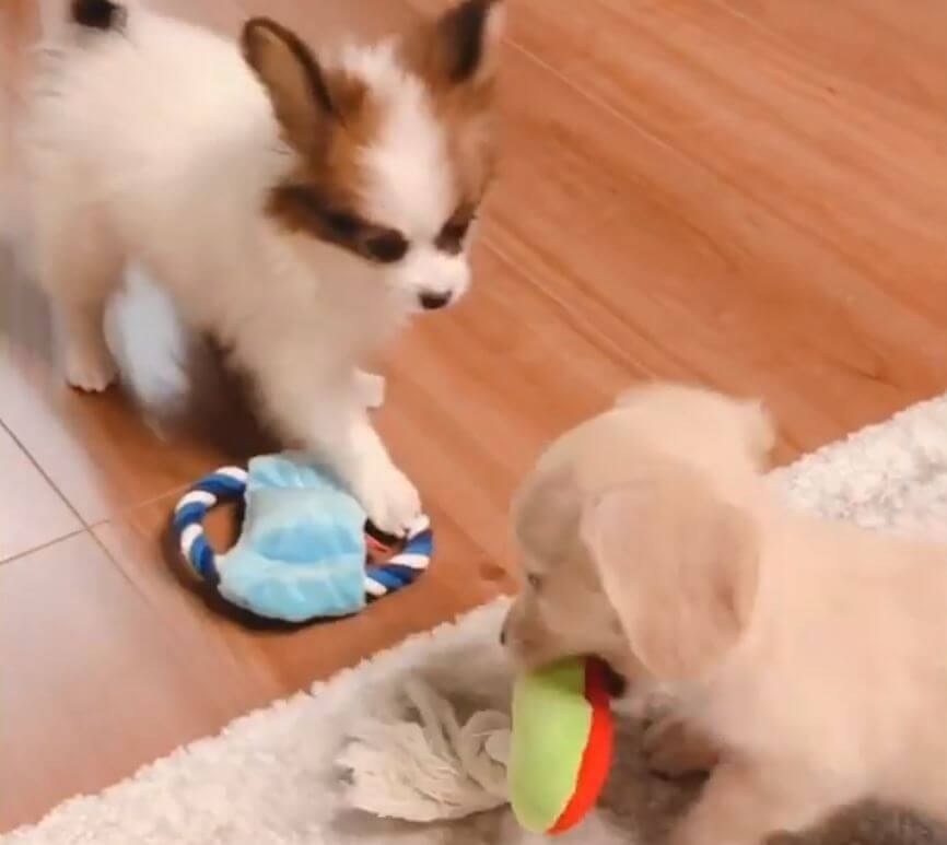 ダックスフンド,動画