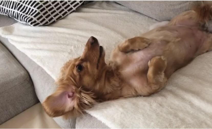 ダックスフンド,動画