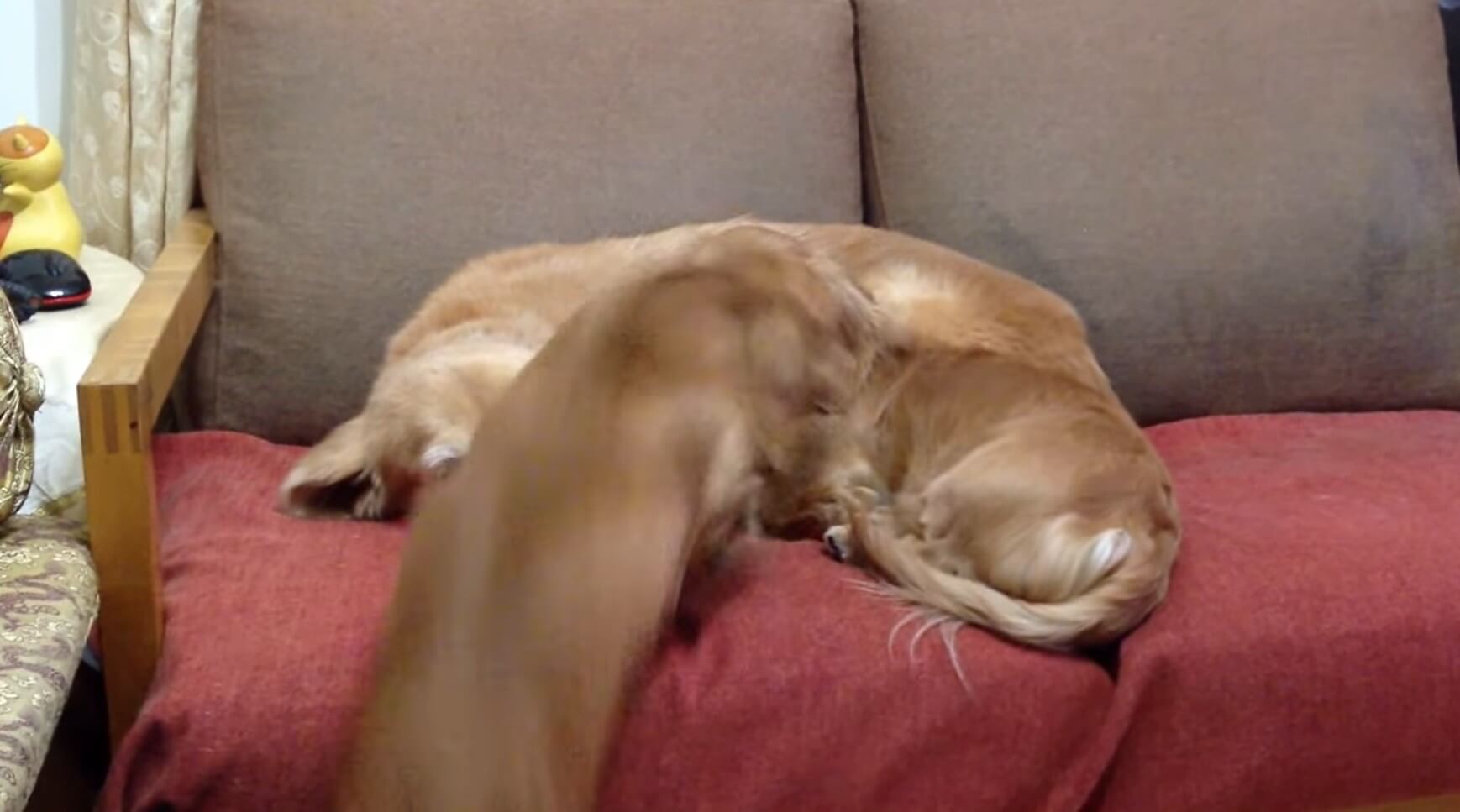 ダックスフンド,動画