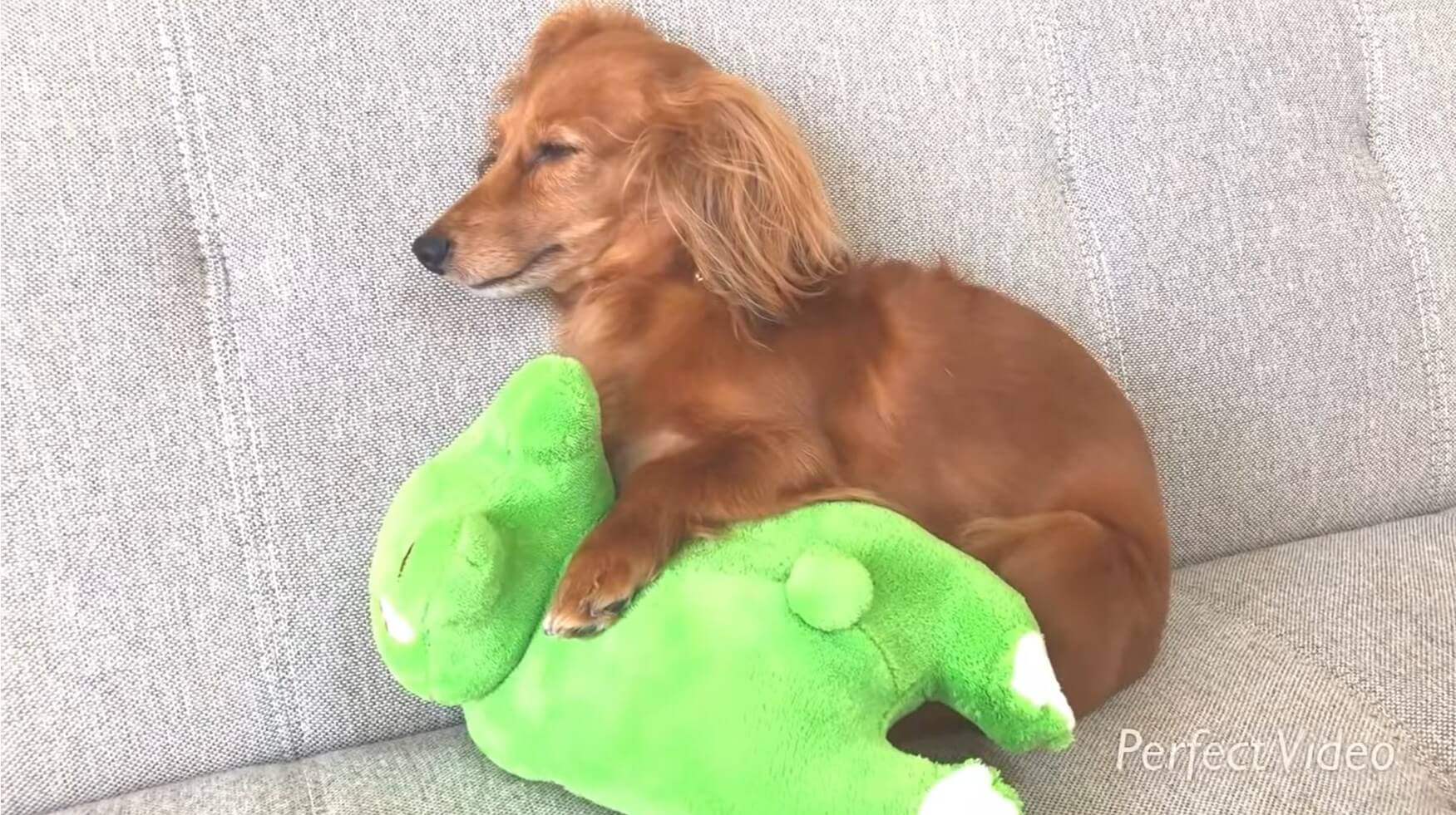 ダックスフンド,動画