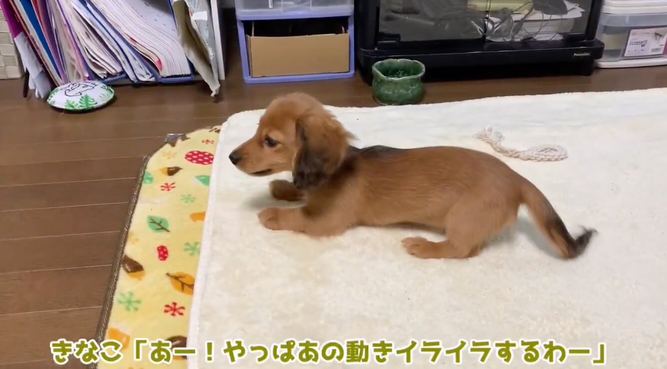 ダックスフンド,動画