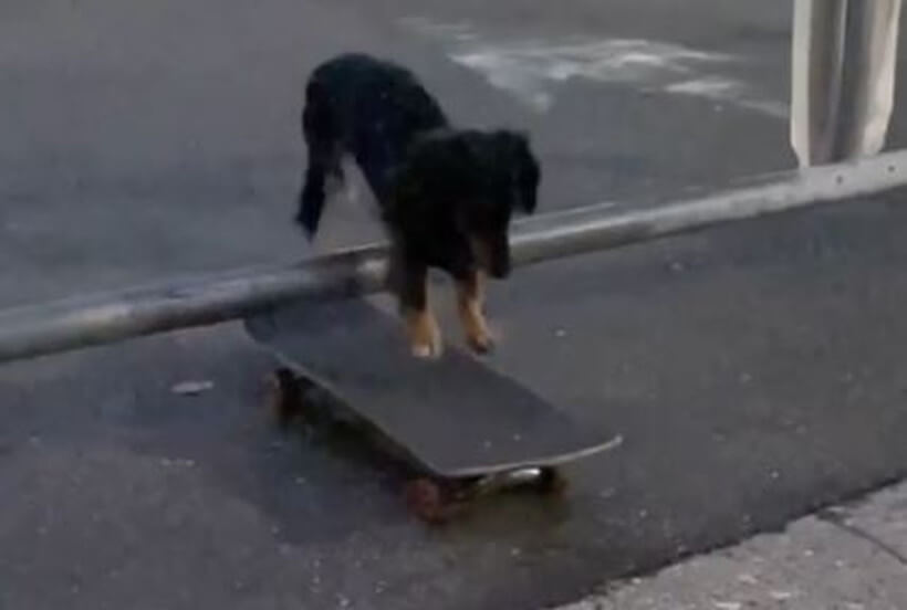 ダックスフンド,動画