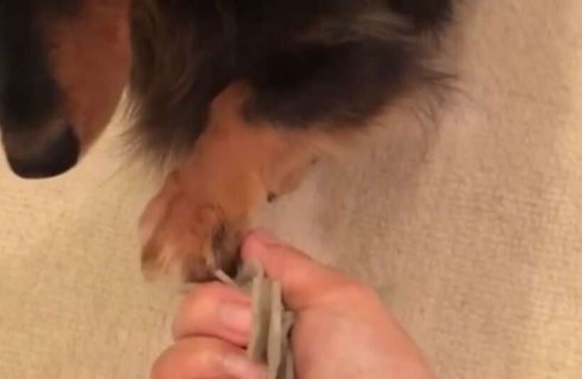 ダックスフンド,動画