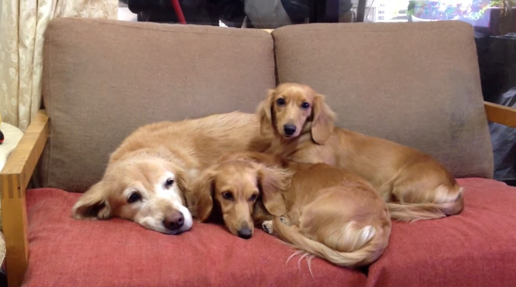 ダックスフンド,動画