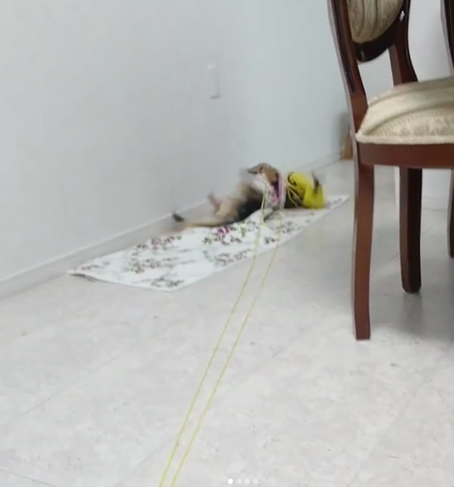 ダックスフンド,動画