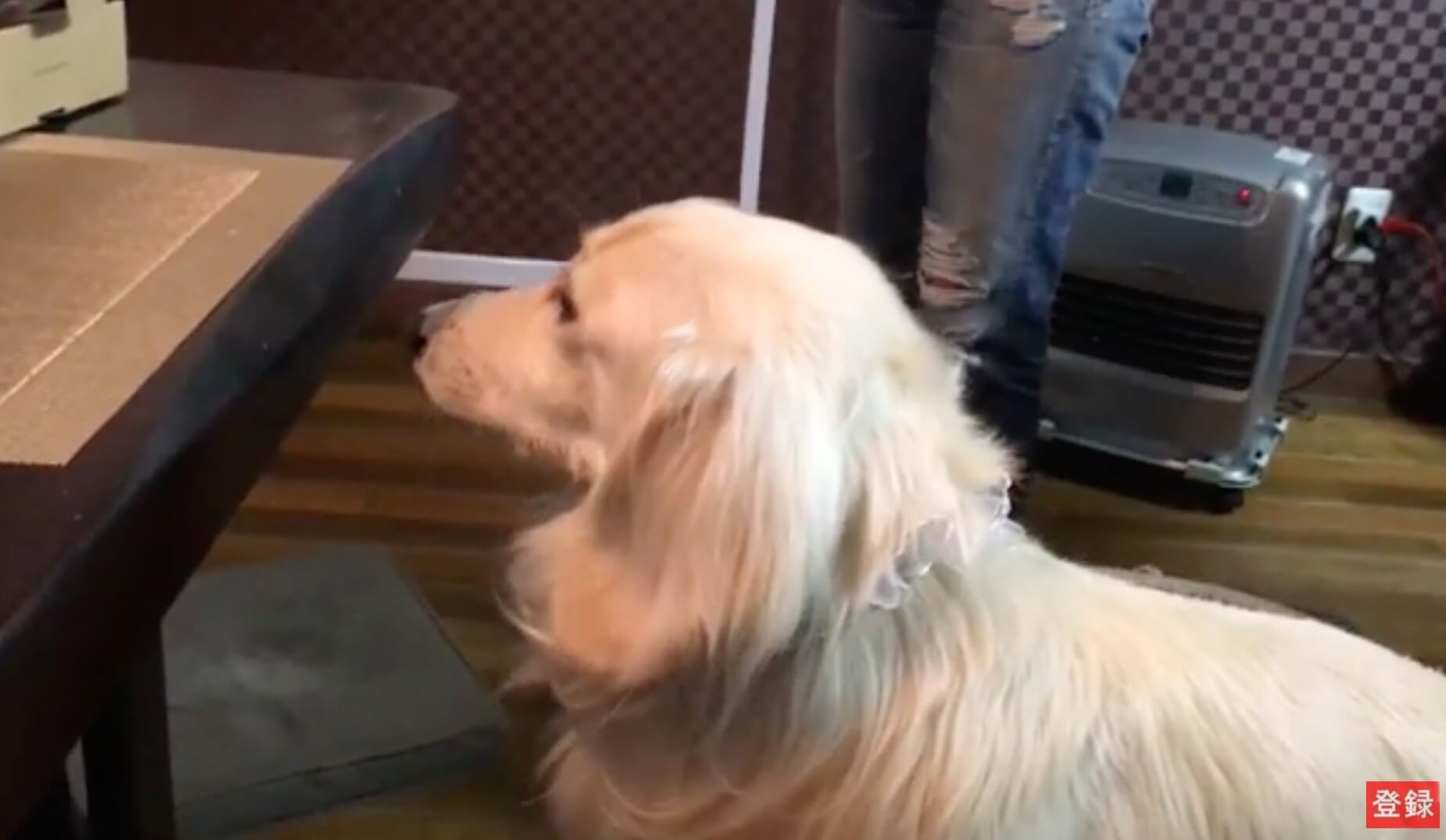 ダックスフンド,動画