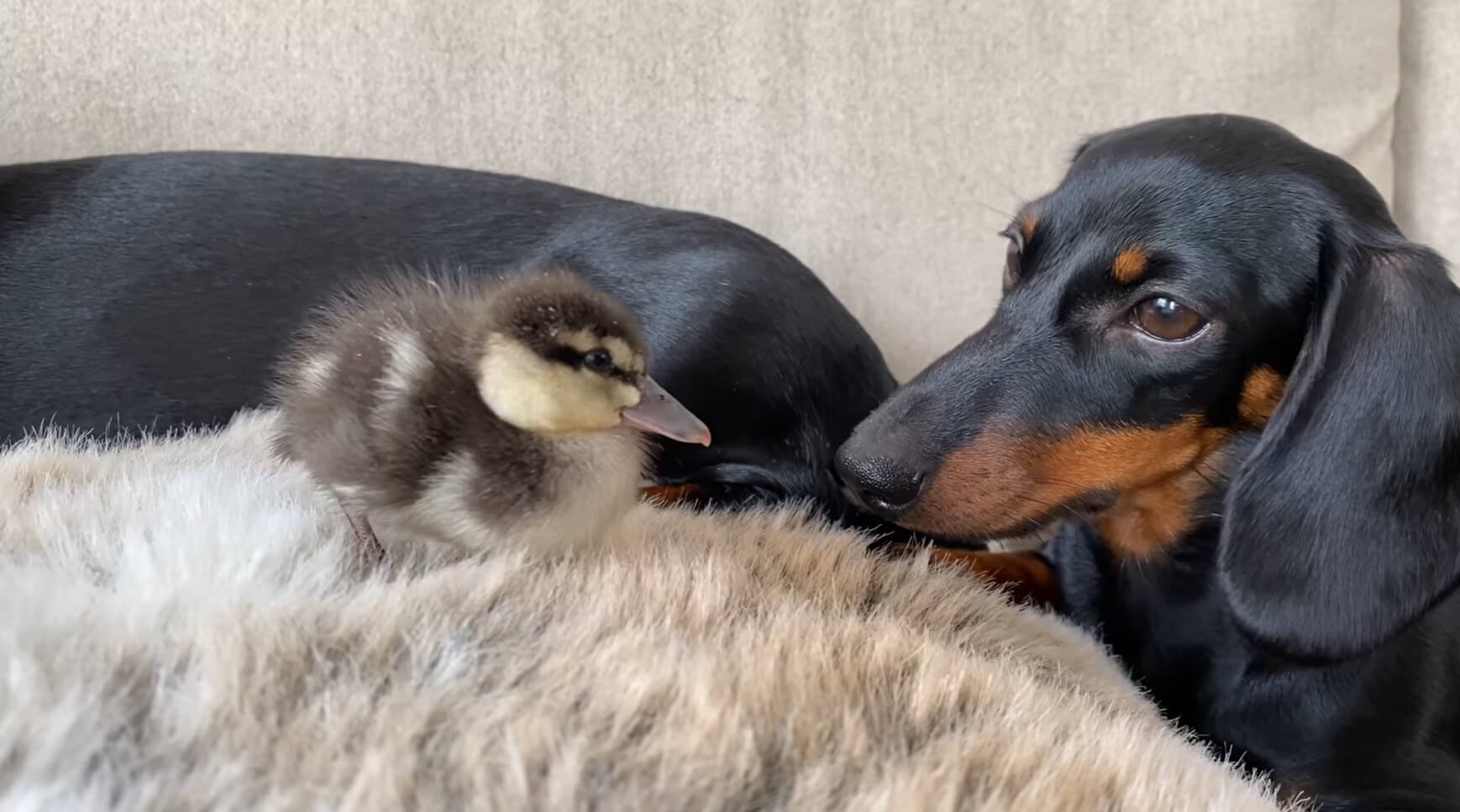 ダックスフンド,動画