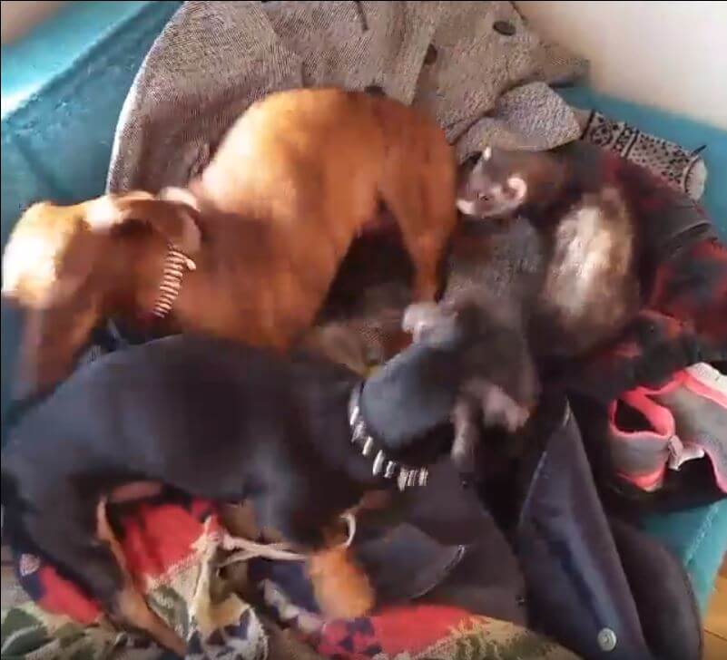 ダックスフンド,動画