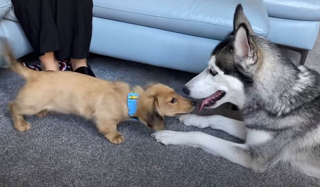 ダックスフンド,動画