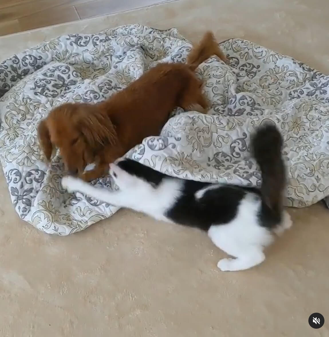 ダックスフンド,動画