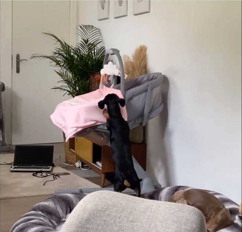 ダックスフンド,動画