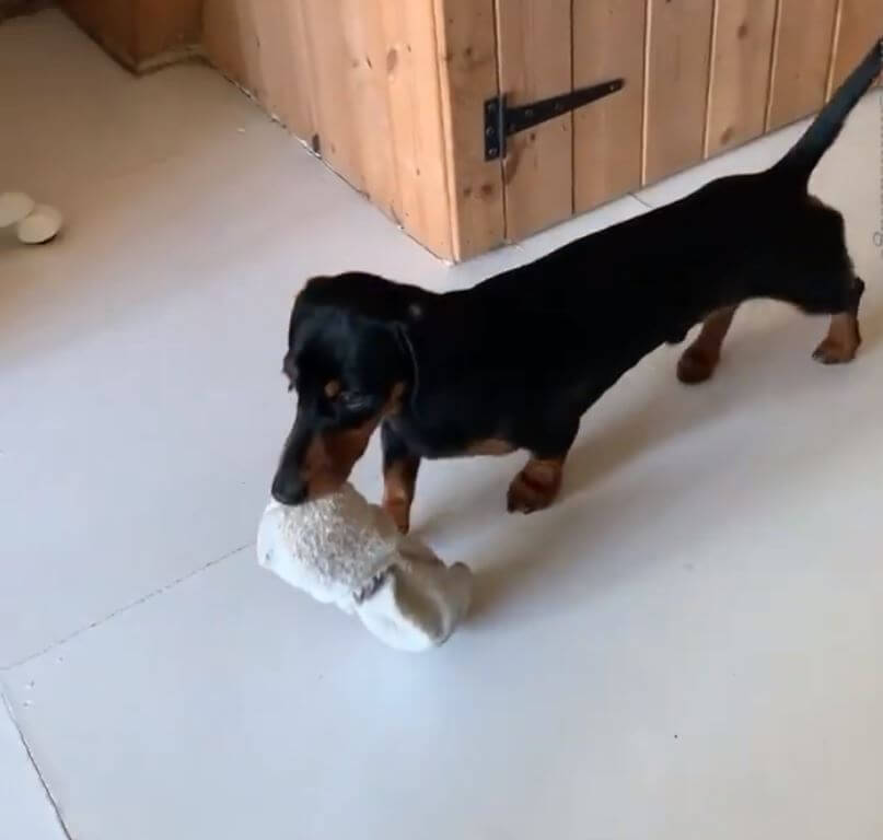 ダックスフンド,動画