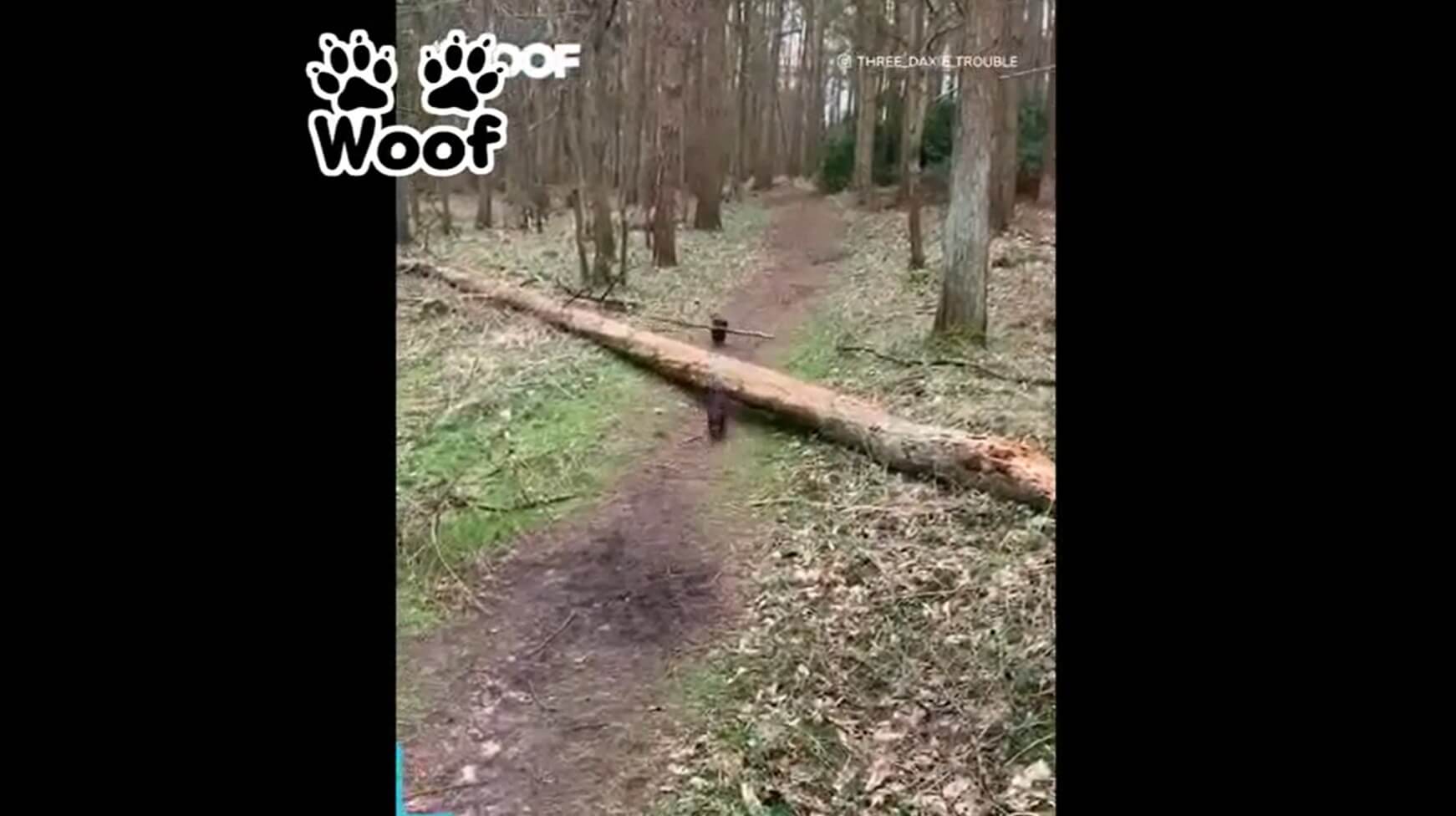 ダックスフンド,動画