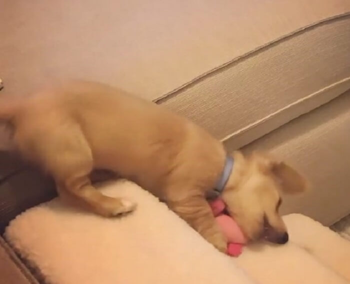 ダックスフンド,動画