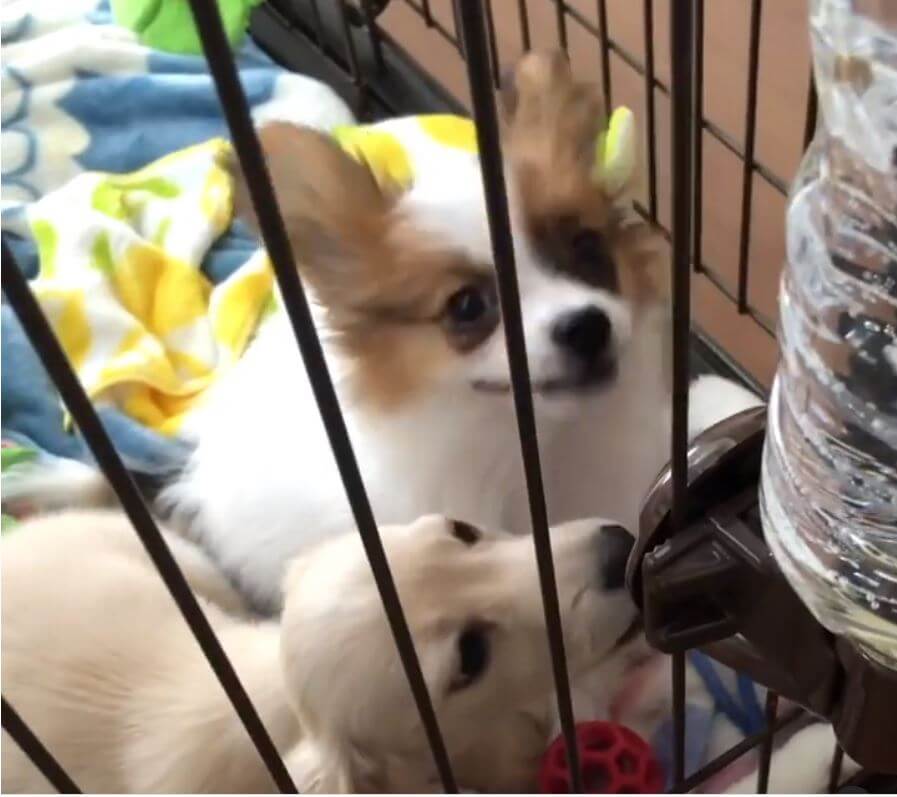 ダックスフンド,動画