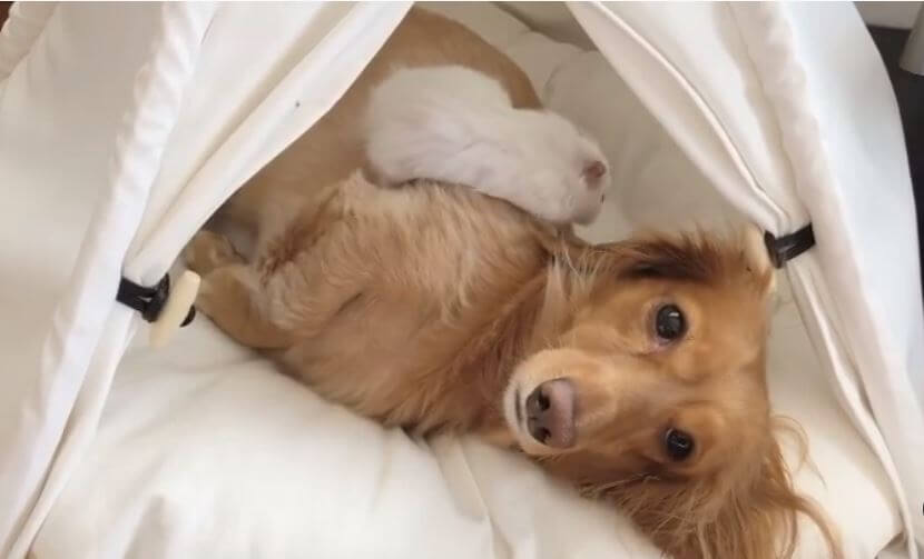 ダックスフンド,動画