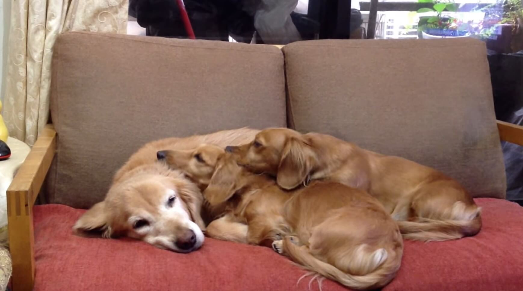 ダックスフンド,動画