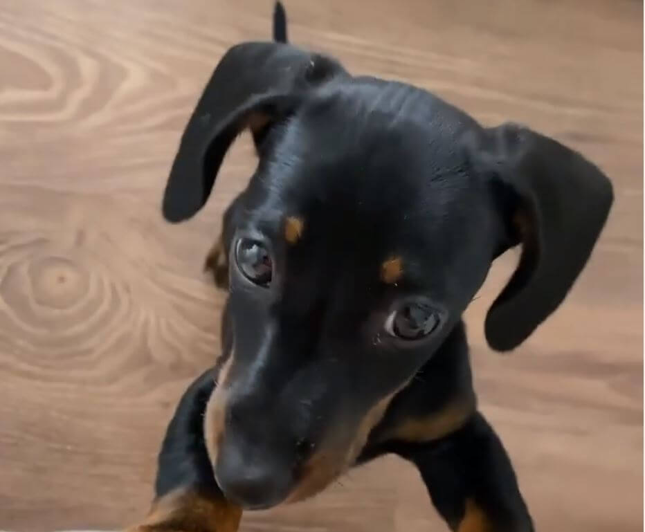 ダックスフンド,動画