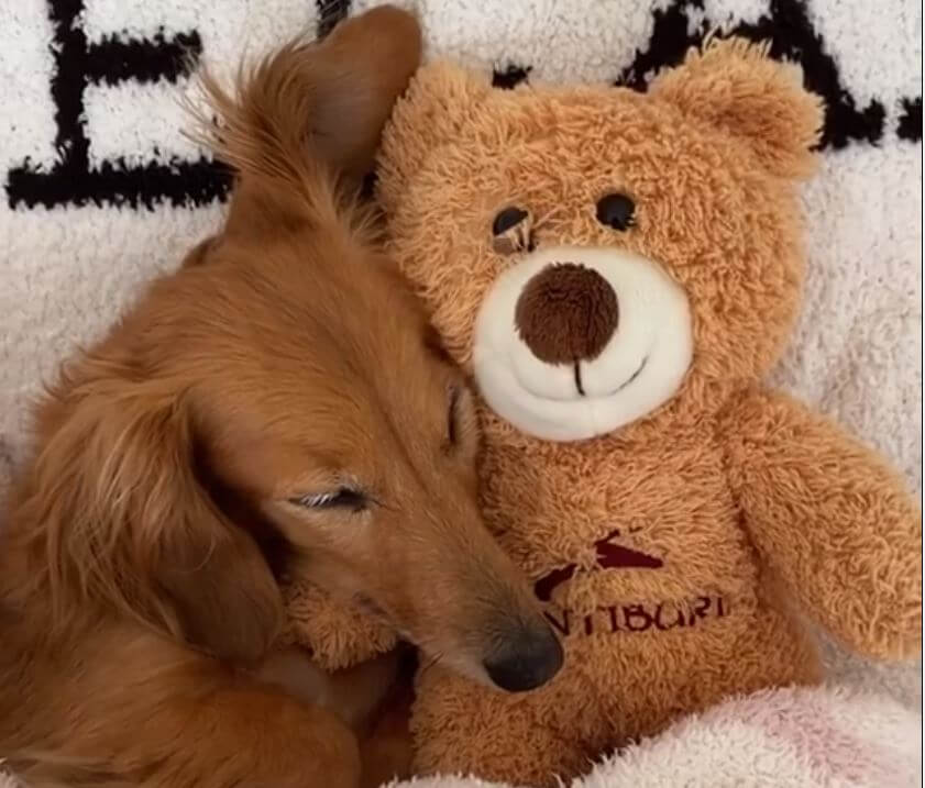 ダックスフンド,動画