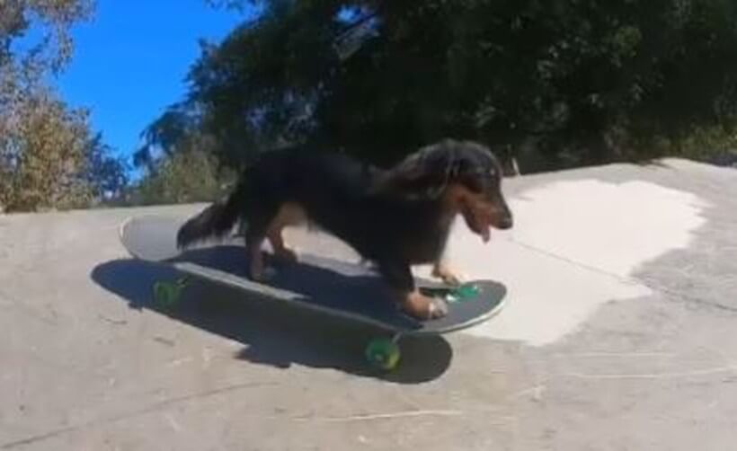 ダックスフンド,動画