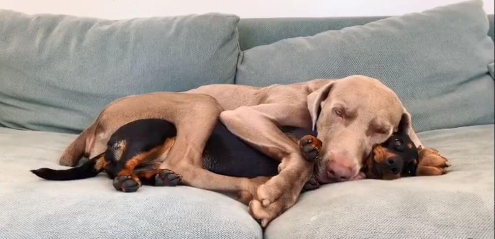 ダックスフンド,動画