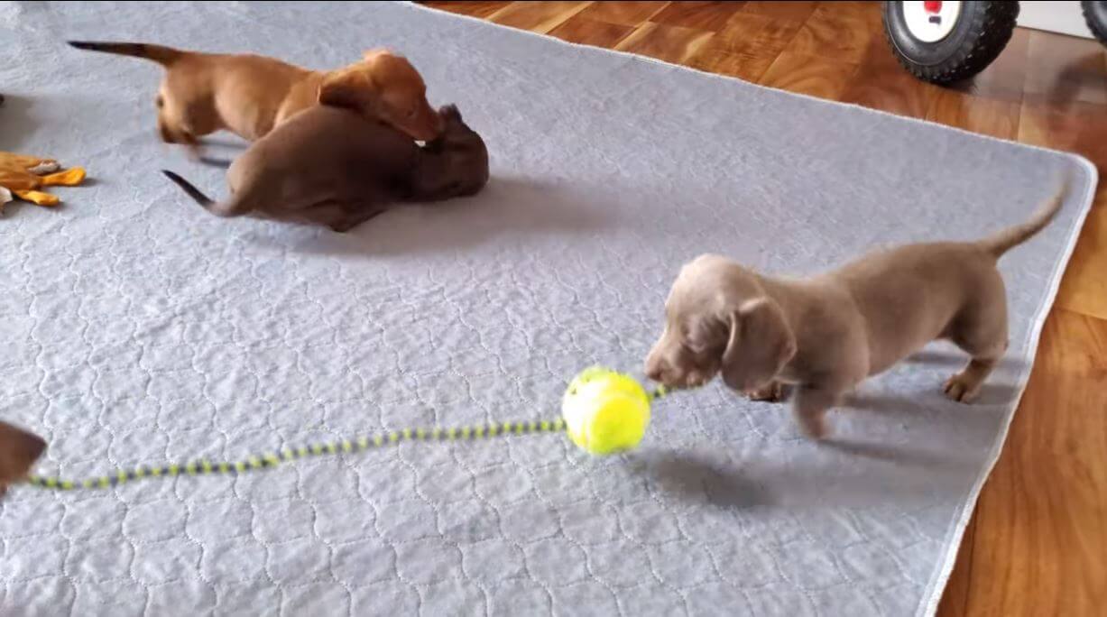 ダックスフンド,動画