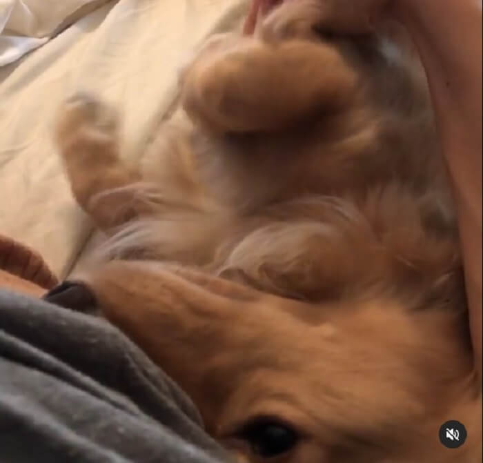 ダックスフンド,動画