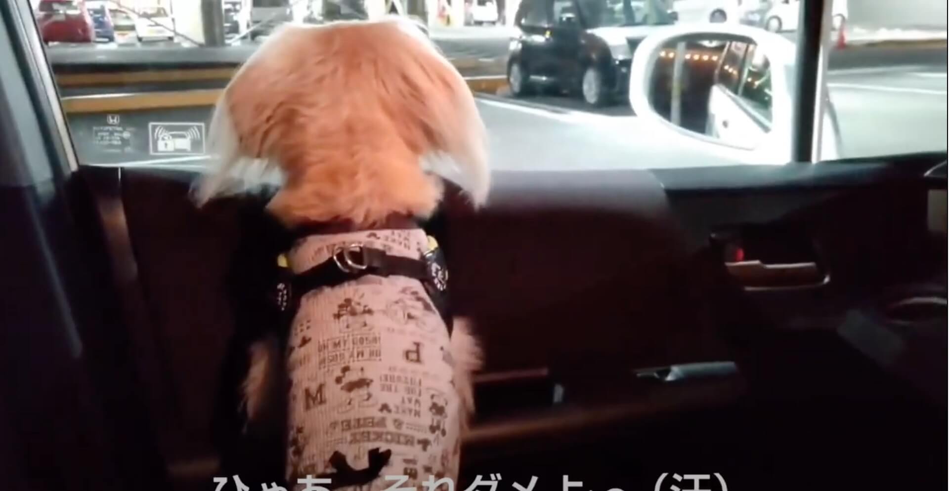 ダックスフンド,動画