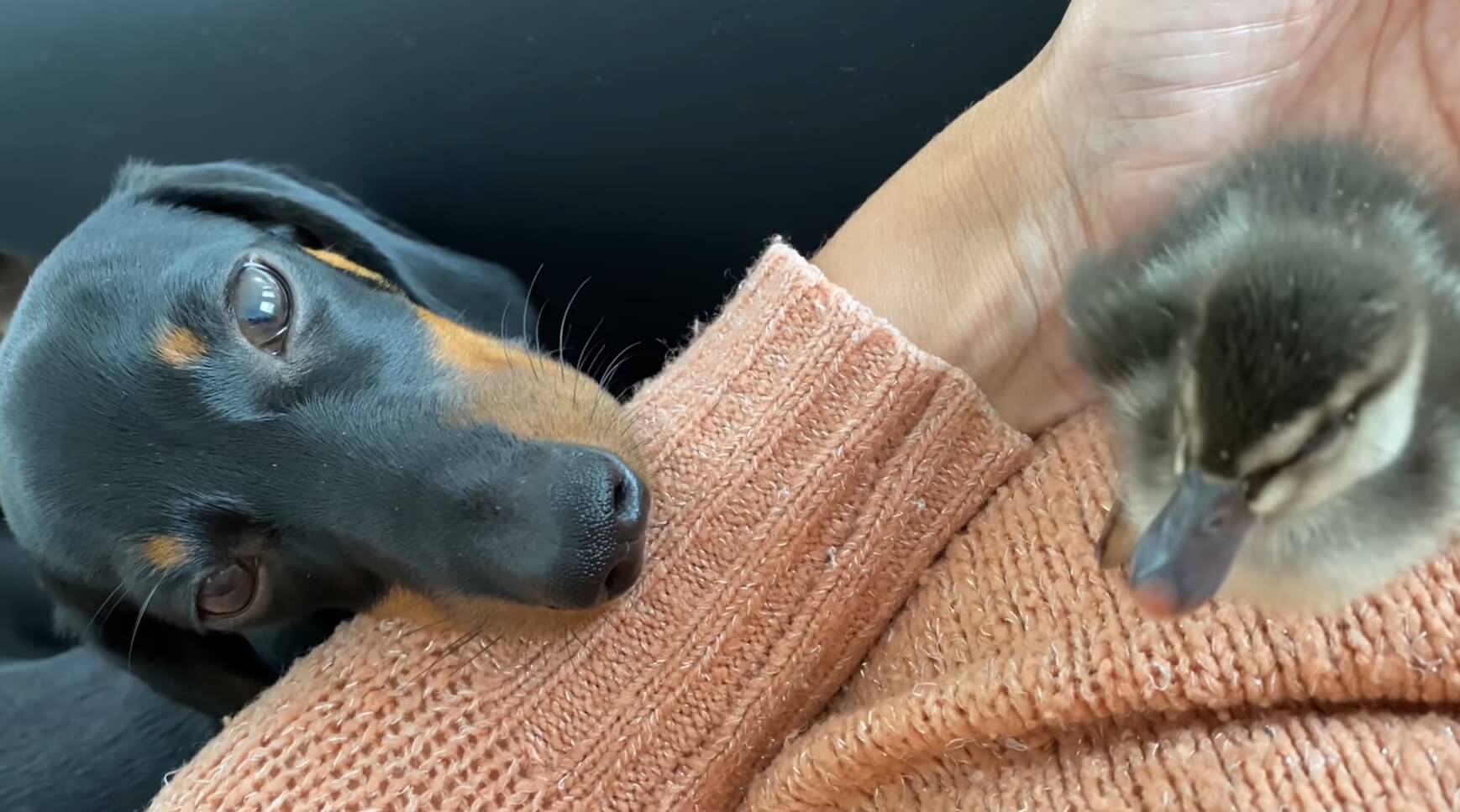 ダックスフンド,動画