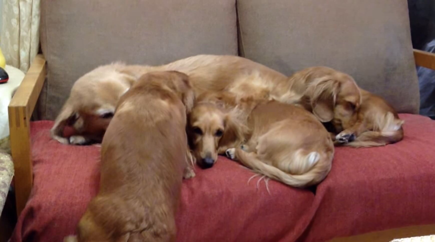 ダックスフンド,動画