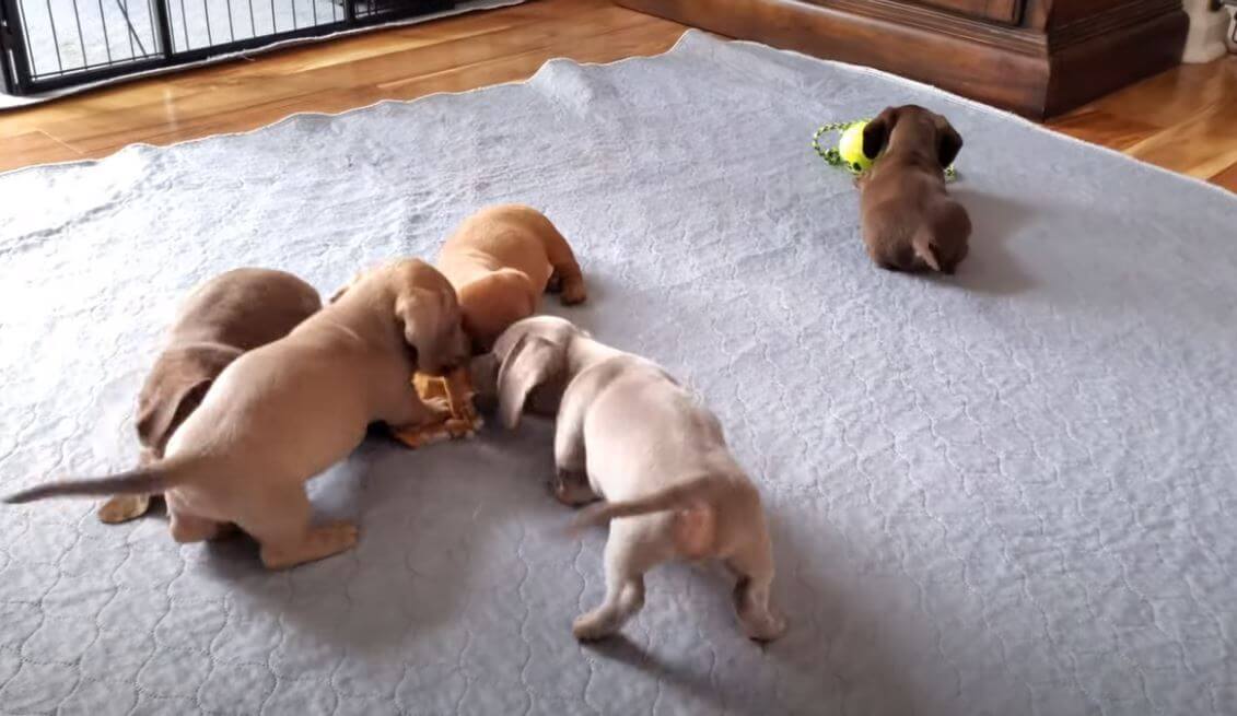 ダックスフンド,動画