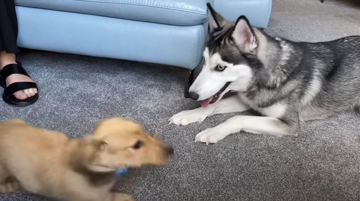 ダックスフンド,動画