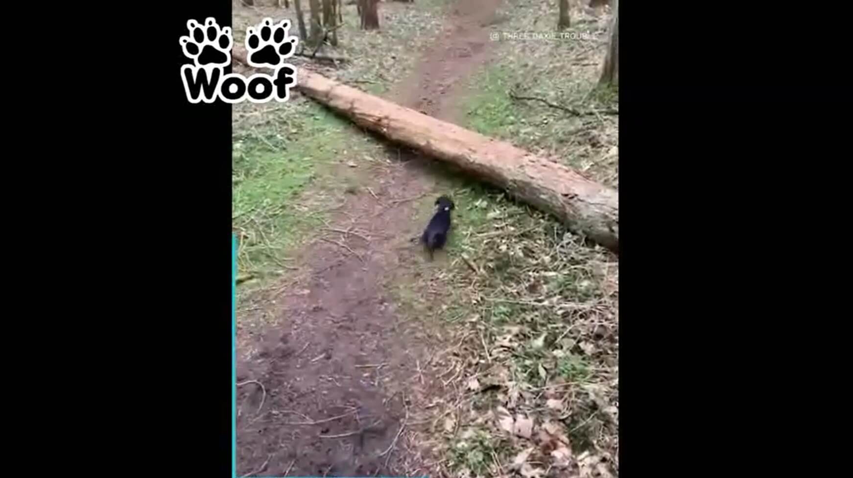 ダックスフンド,動画