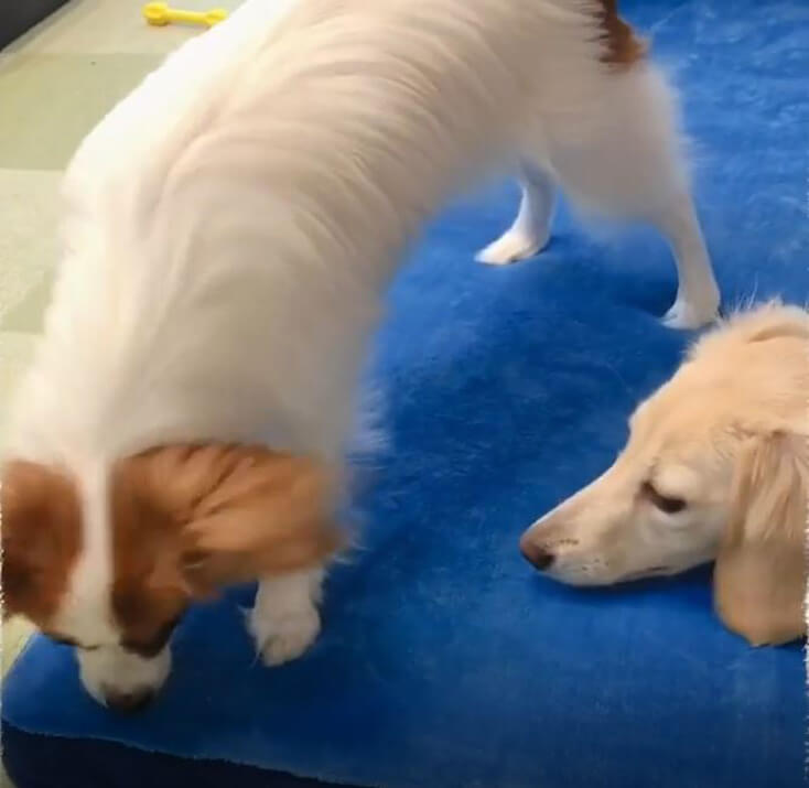 ダックスフンド,動画