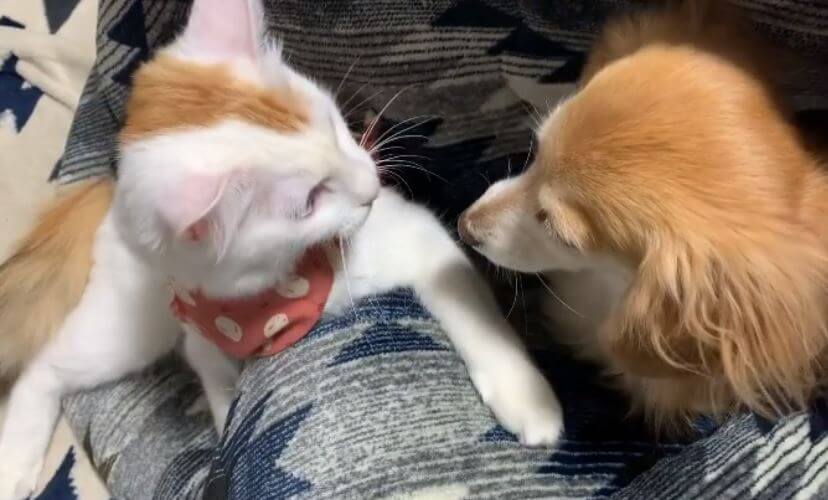 ダックスフンド,動画