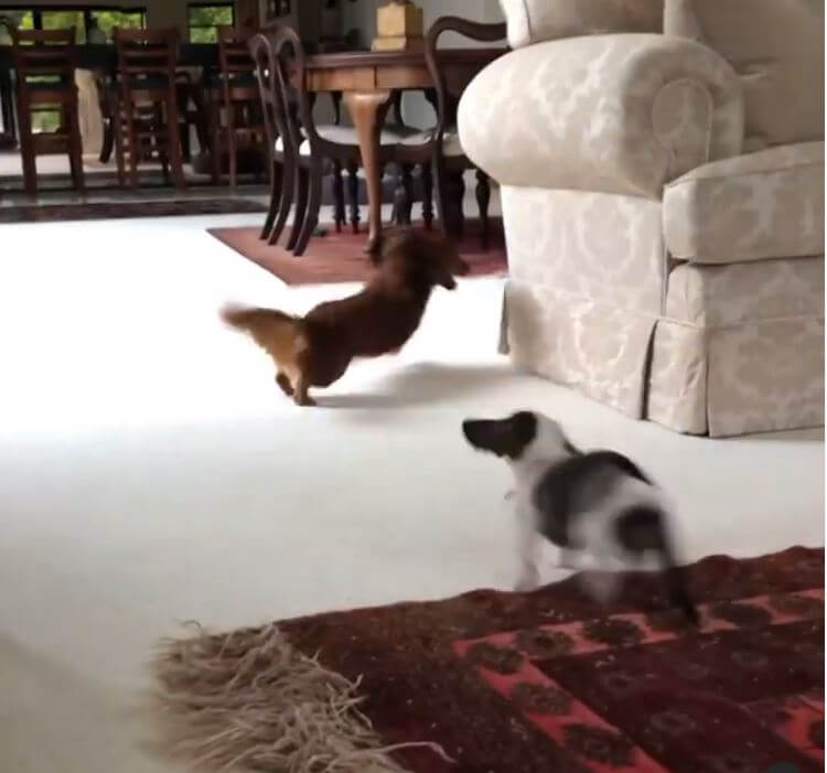 ダックスフンド,動画