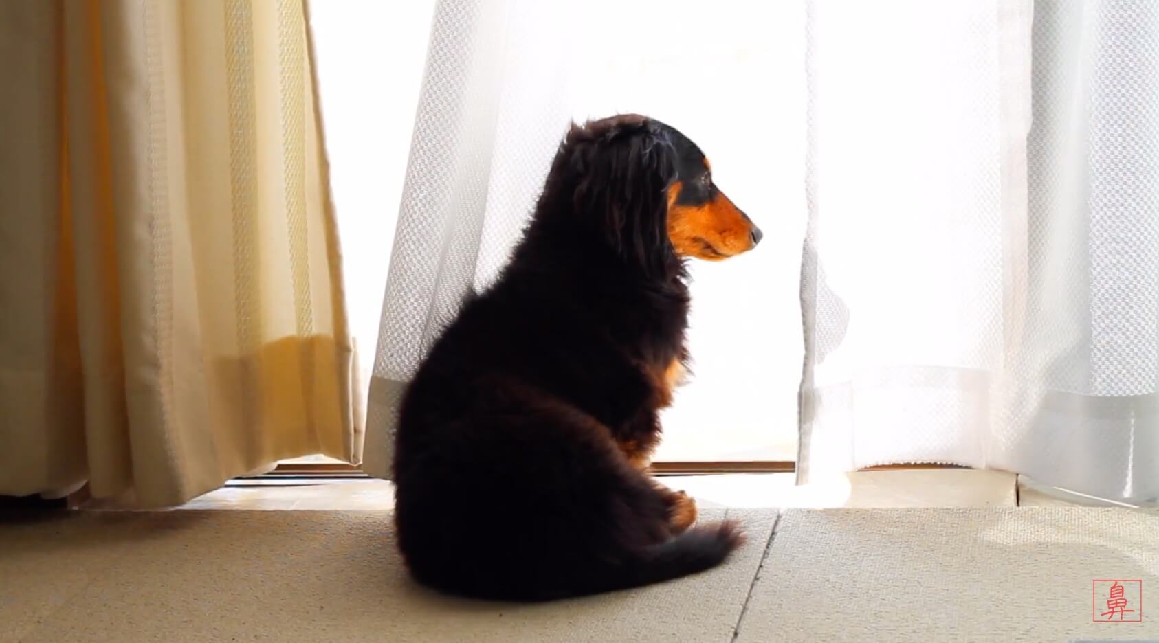 ダックスフンド,動画