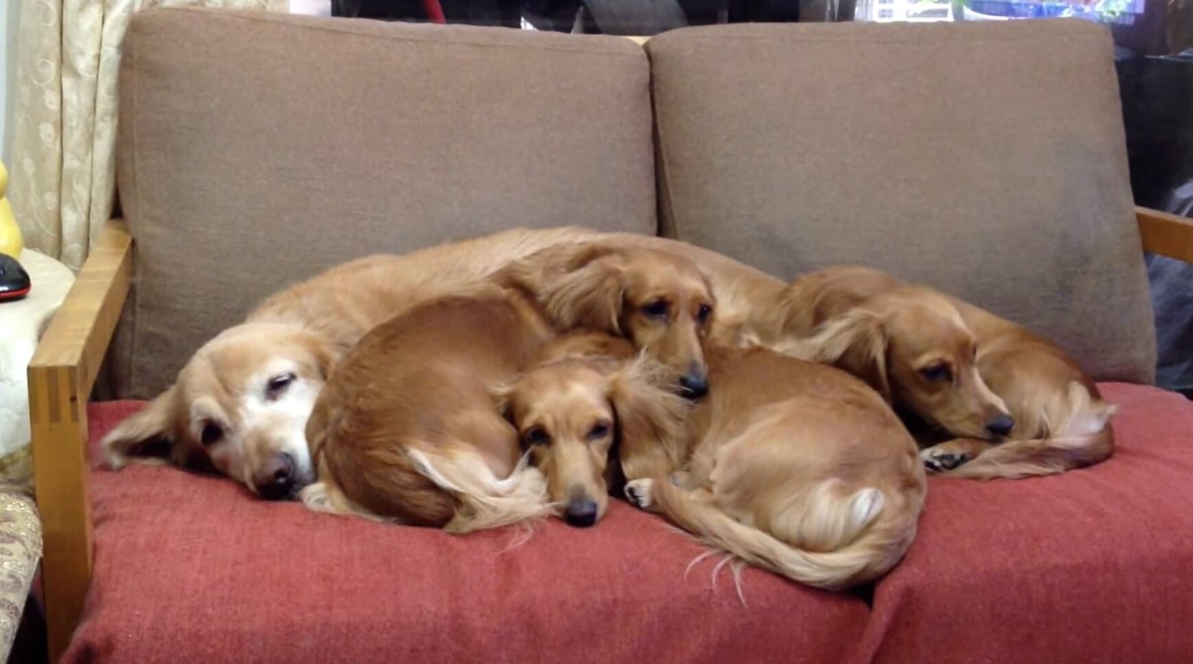 ダックスフンド,動画