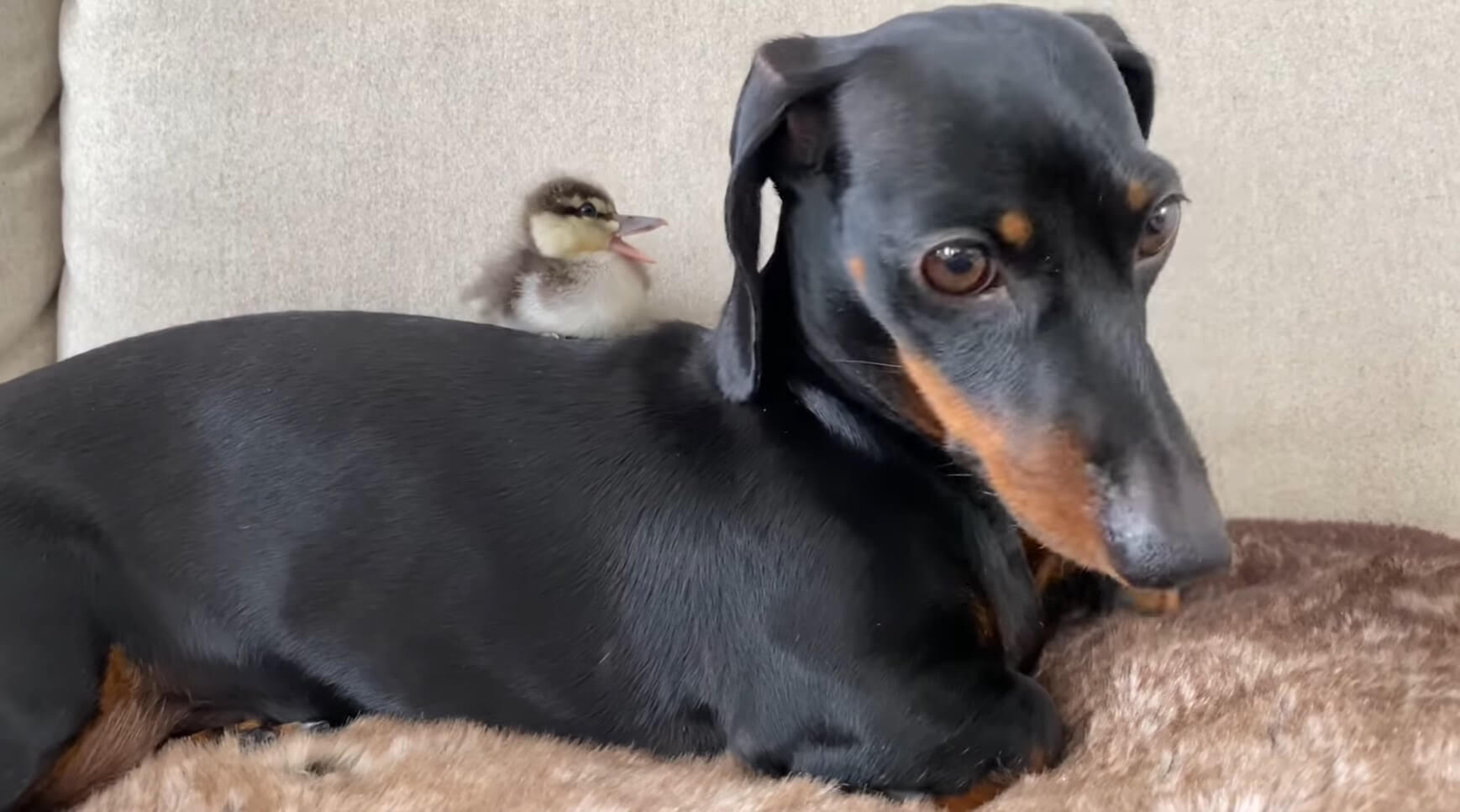 ダックスフンド,動画