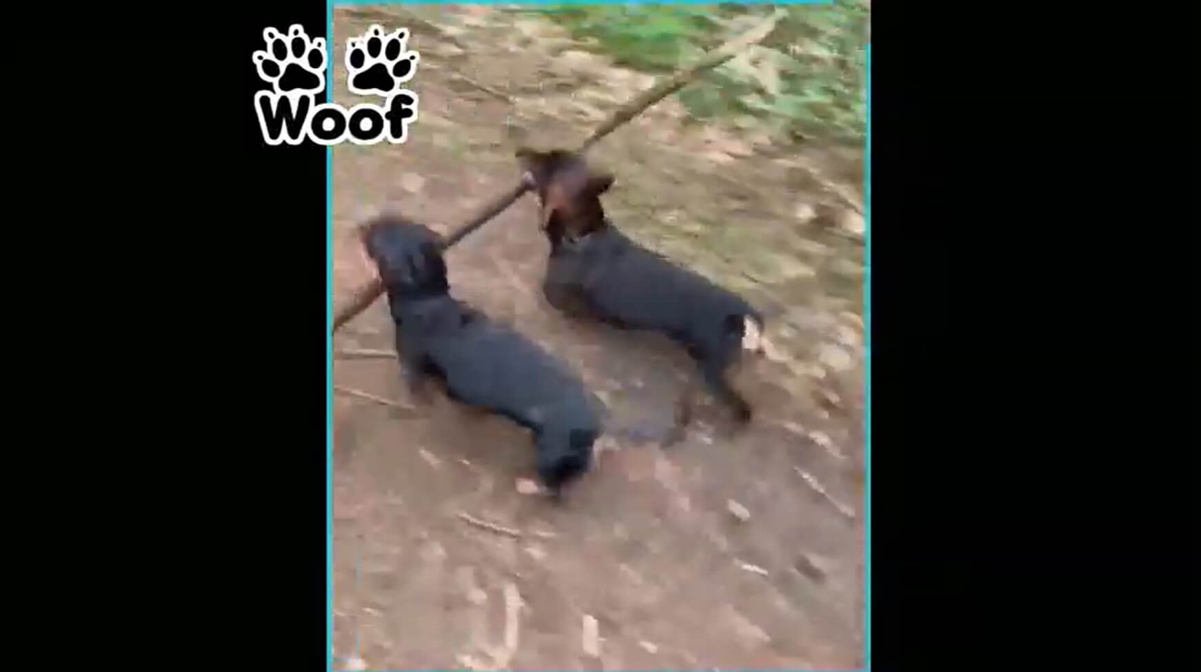 ダックスフンド,動画