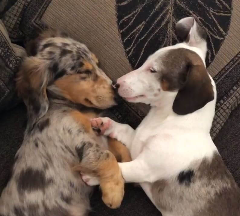 ダックスフンド,動画