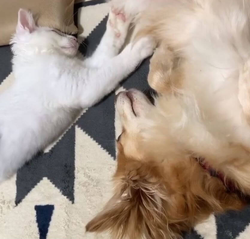 ダックスフンド,動画